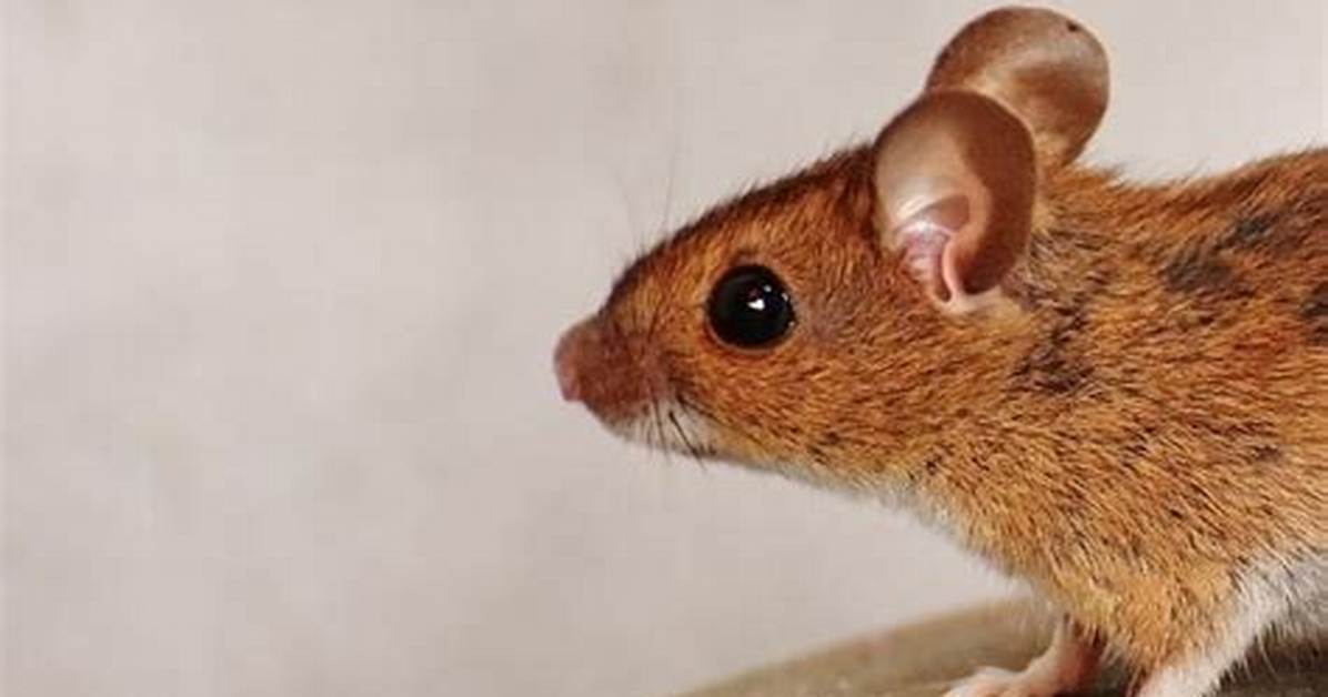 Do Mice Have Bladders?