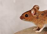 Do Mice Have Bladders?
