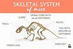 Do Mice Have Bones? | Macaroni Kid Merrimack Valley
