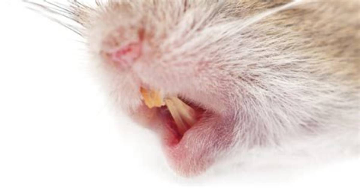 Do Mice Have Teeth