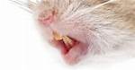 Do Mice Have Teeth