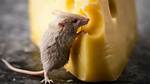 Do Mice Like Cheese