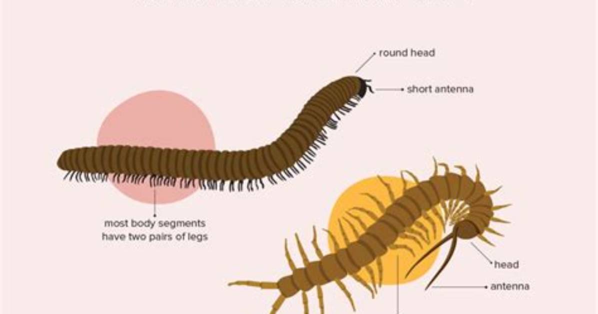 Do Millipedes Bite Uk