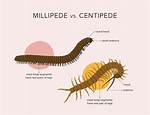 Do Millipedes Bite Uk