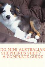 Do Mini Aussie Shed?
