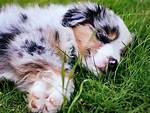 Do Mini Aussie Shepherds Shed?