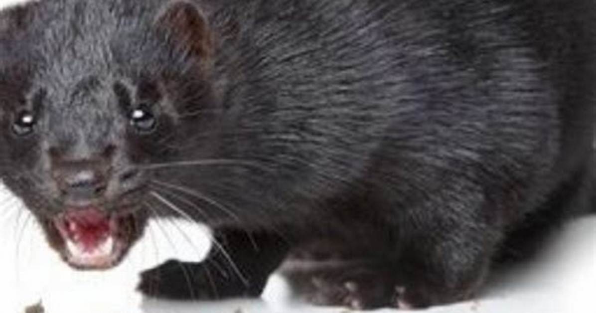 Do Mink Kill Chickens?
