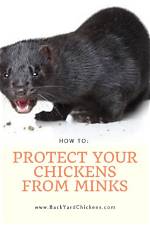 Do Mink Kill Chickens?