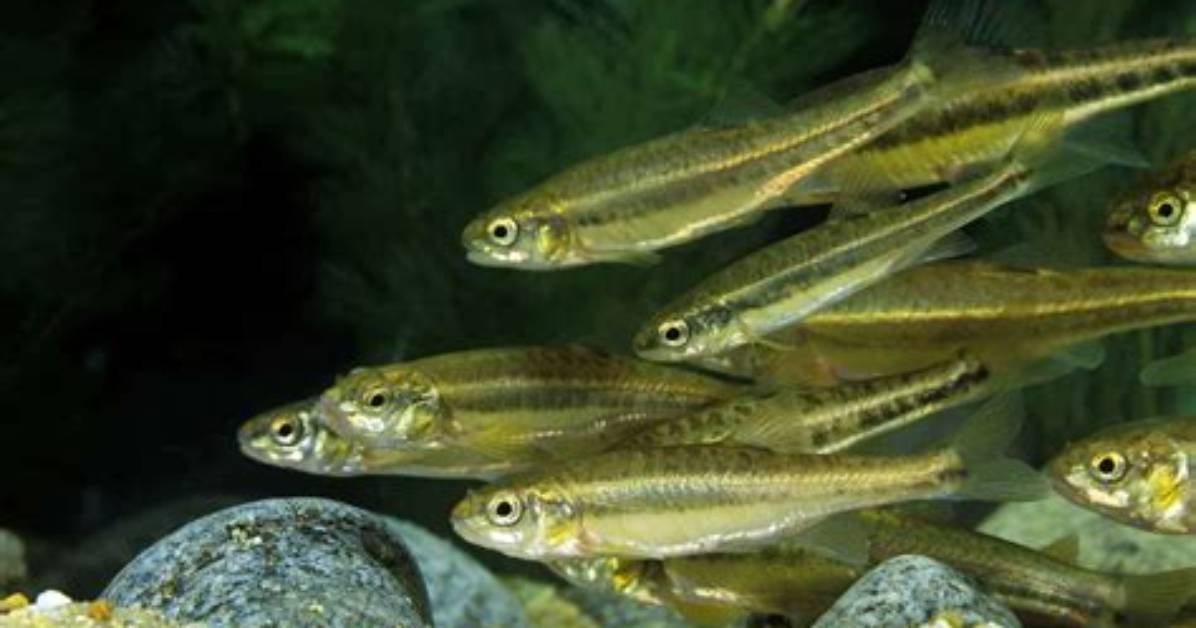 Do Minnows Lay Eggs?