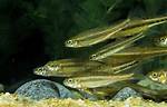 Do Minnows Lay Eggs?