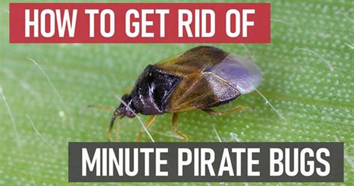 Do Minute Pirate Bugs Bite