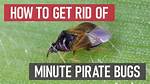 Do Minute Pirate Bugs Bite
