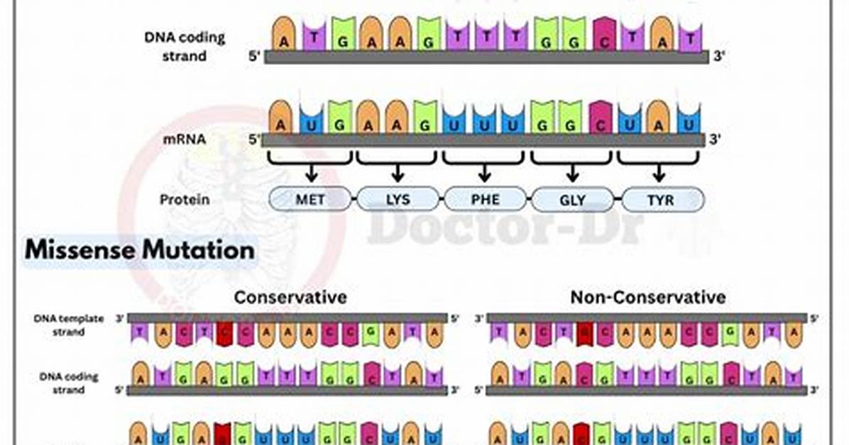 Do Missense Mutations Affect Phenotype?