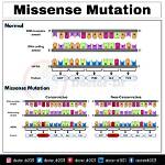 Do Missense Mutations Affect Phenotype?