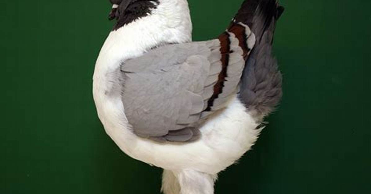 Do Modena Pigeons Fly?