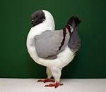 Do Modena Pigeons Fly?