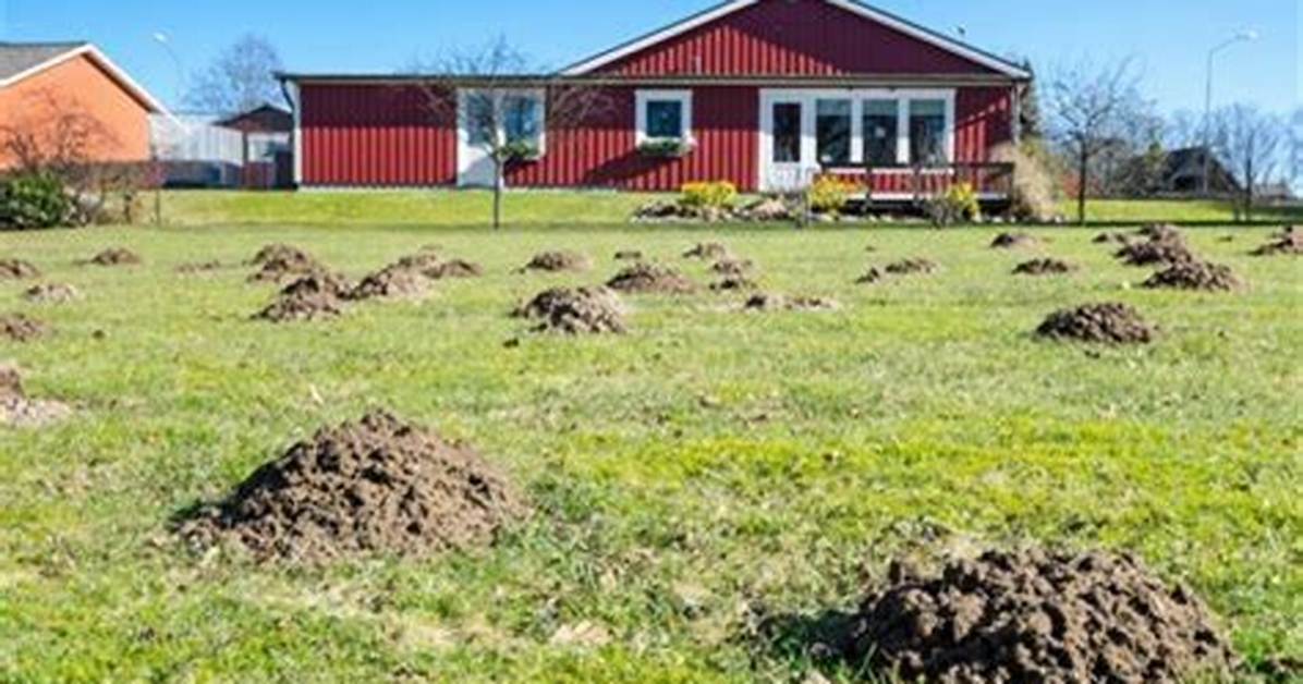 Do Moles Damage Foundations