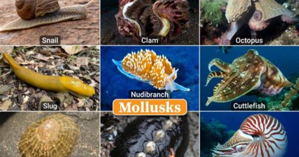 Do Mollusca Have a Shell?