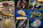 Do Mollusca Have a Shell?