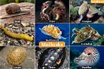 Do Mollusks Have Shells?