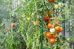Do Moneymaker Tomatoes Need Support?