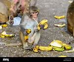 Do Monkeys Eat Meat?