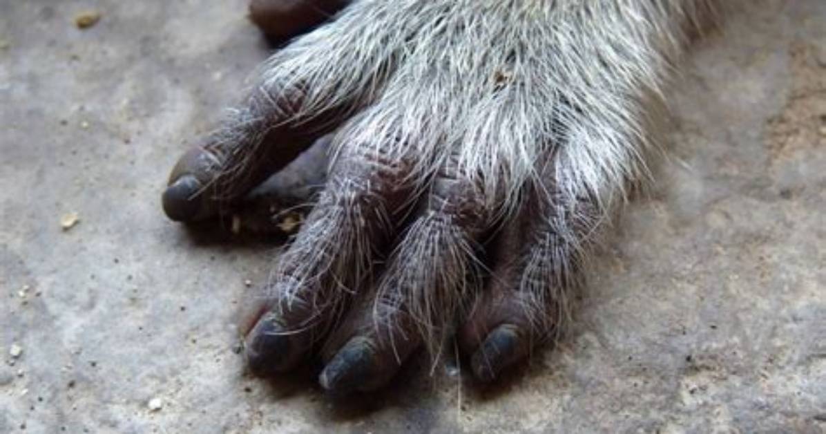 Do Monkeys Have Hands?
