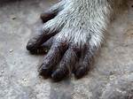 Do Monkeys Have Hands?