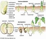 Do Monocots Have Hypocotyl?