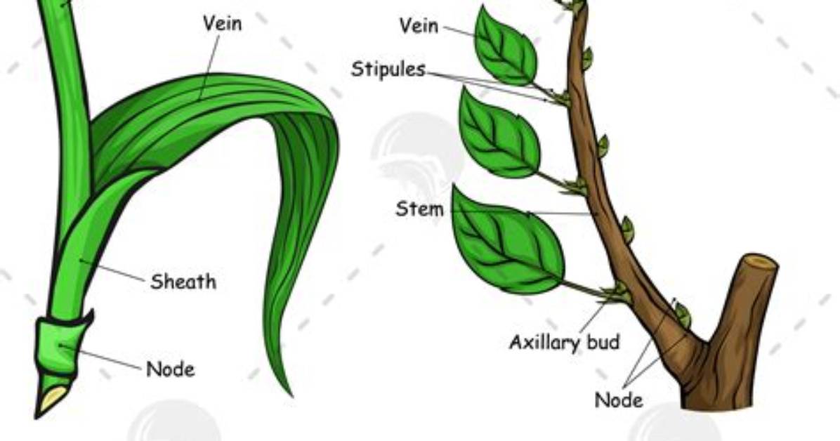 Do Monocots Have Midrib?