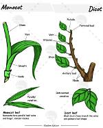Do Monocots Have Midrib?