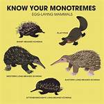 Do Monotremes Lay Eggs