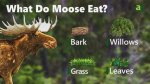 Do Moose Eat Apples