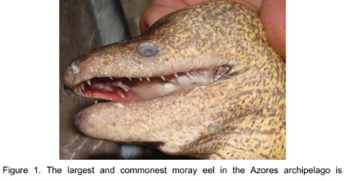 Do Moray Eels Bite Humans?