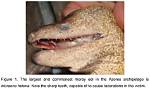 Do Moray Eels Bite Humans?