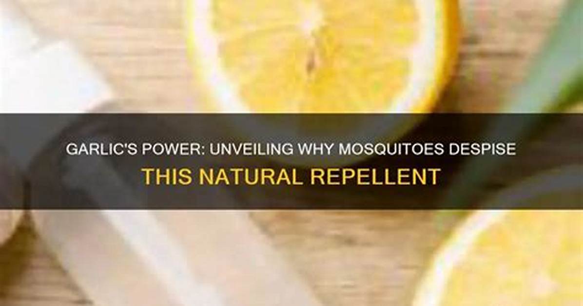 Do Mosquitoes Hate Garlic?