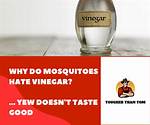 Do Mosquitoes Hate White Vinegar?