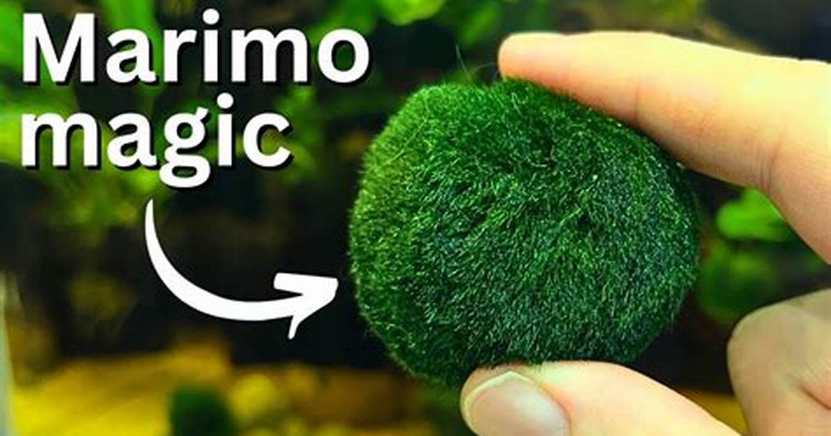 Do Moss Balls Make Algae?