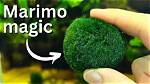 Do Moss Balls Make Algae?