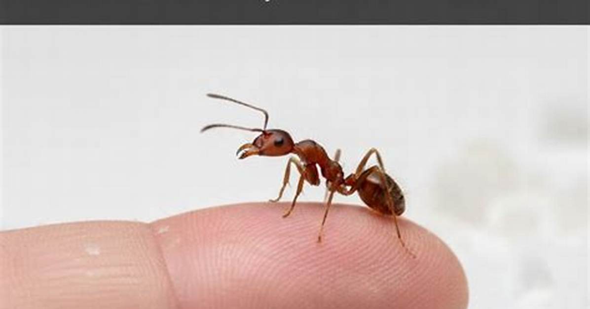 Do Most Ants Bite?
