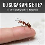 Do Most Ants Bite?