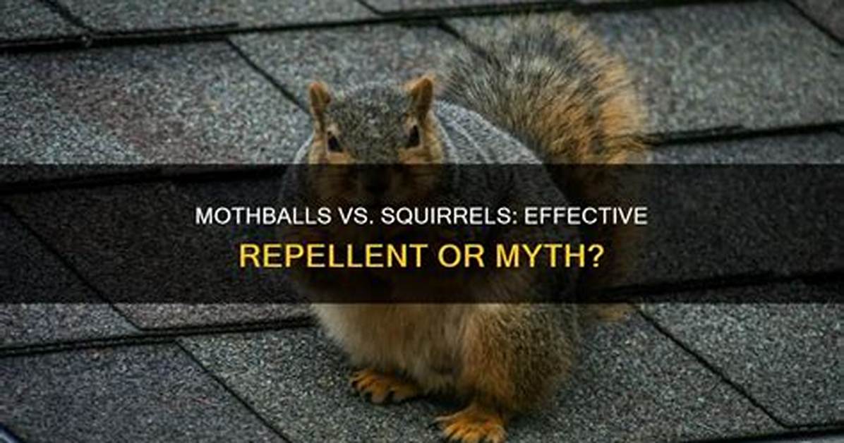 Do Mothballs Discourage Squirrels?