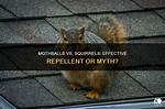 Do Mothballs Discourage Squirrels?