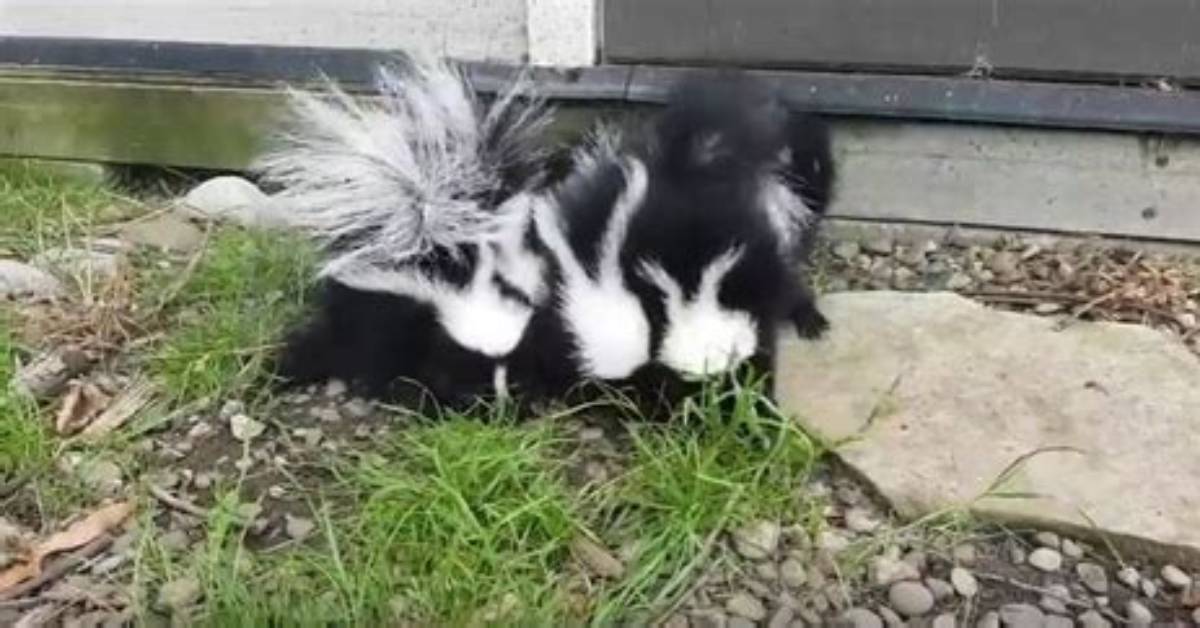 Do Mothballs Repel Skunks