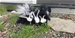Do Mothballs Repel Skunks