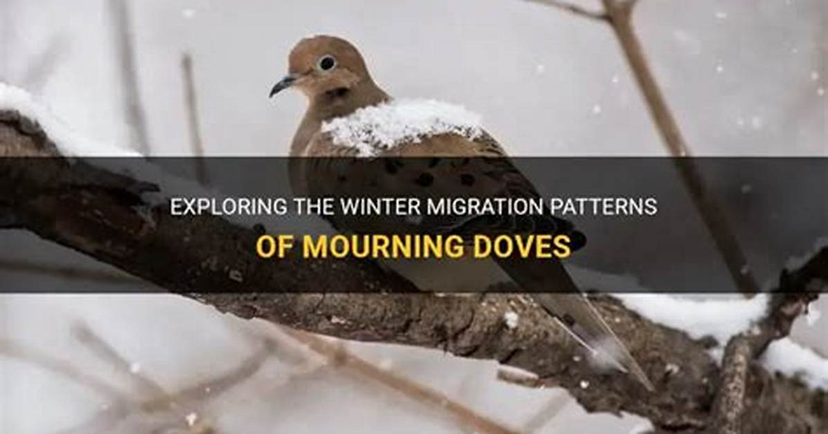 Do Mourning Doves Migrate
