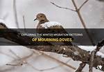Do Mourning Doves Migrate