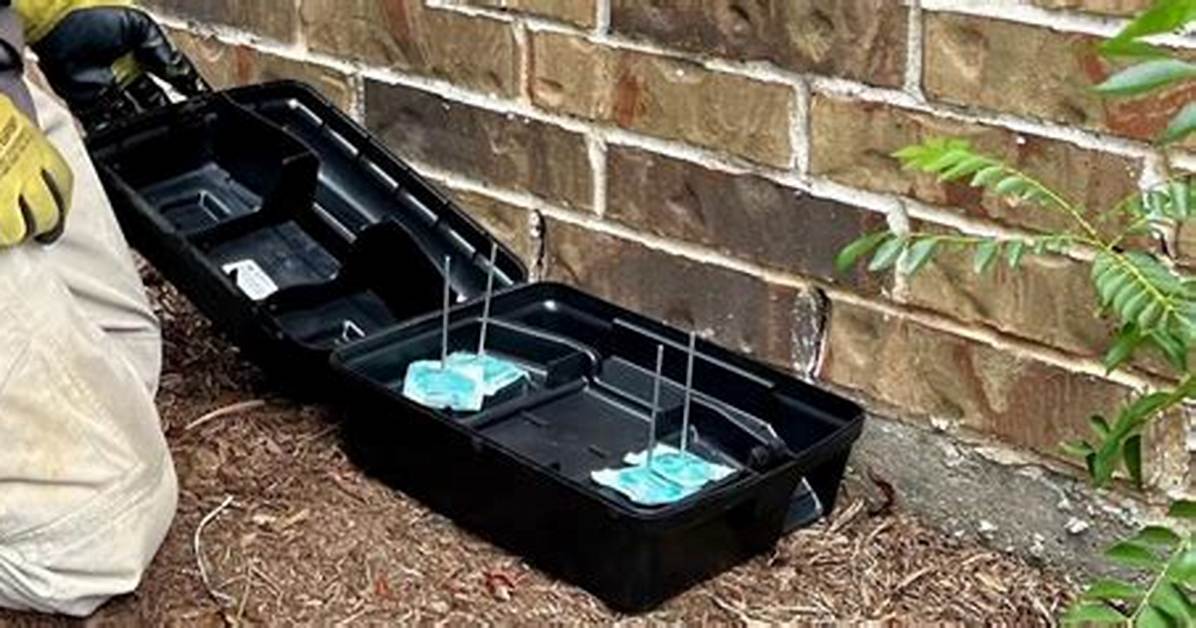 Do Mouse Bait Stations Work