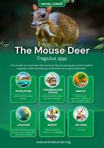 Do Mouse Deer Eat?