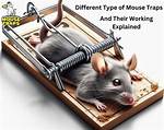 Do Mouse Traps Work